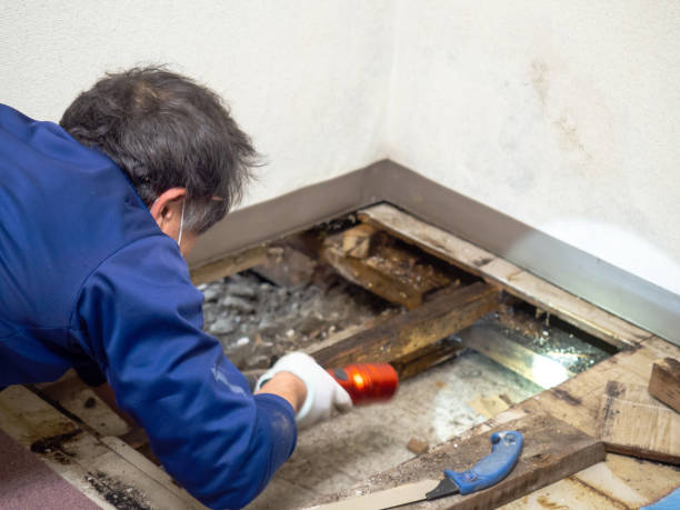 Best Crawl Space Mold Remediation in South Hutchinson, KS