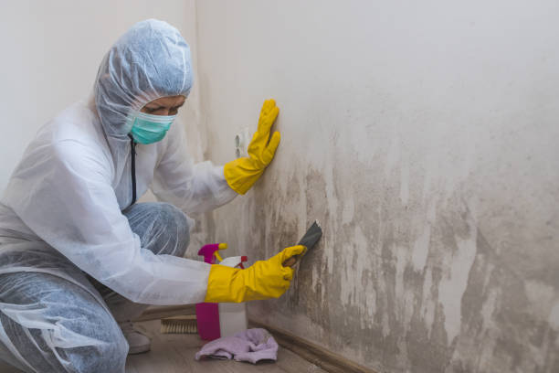 Best Insurance-Related Mold Remediation in South Hutchinson, KS