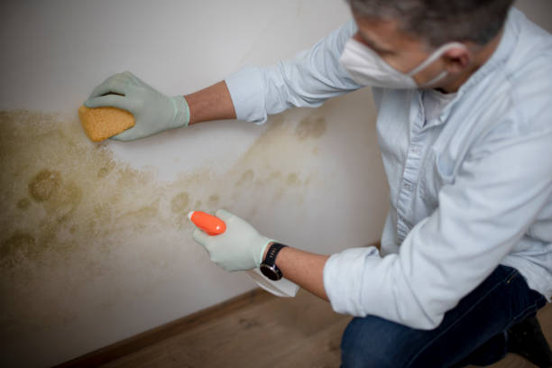 Best Insurance-Related Mold Remediation in South Hutchinson, KS