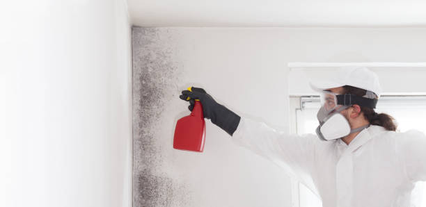 Best DIY Mold Remediation Support Services in South Hutchinson, KS