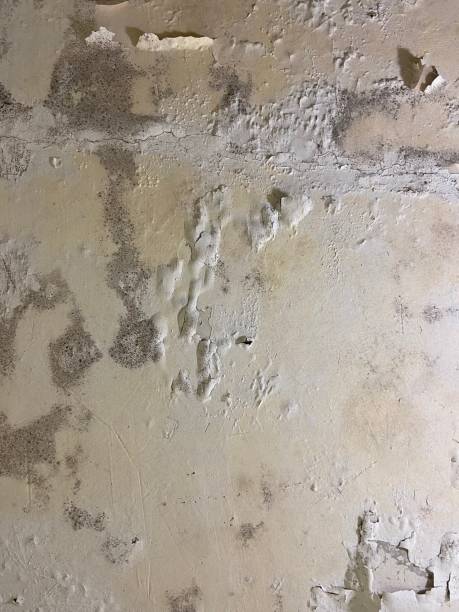 Best Emergency Mold Remediation in South Hutchinson, KS