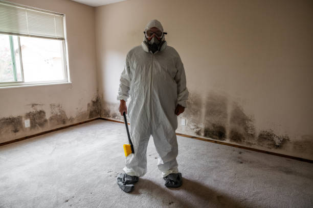 Best Residential Mold Remediation in South Hutchinson, KS