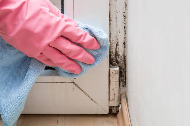 Reliable South Hutchinson, KS Mold Remediation Solutions